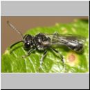 Mimumesa sp - Grabwespe 01b 7-8mm.jpg